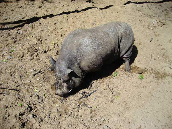 wild boar wild boar