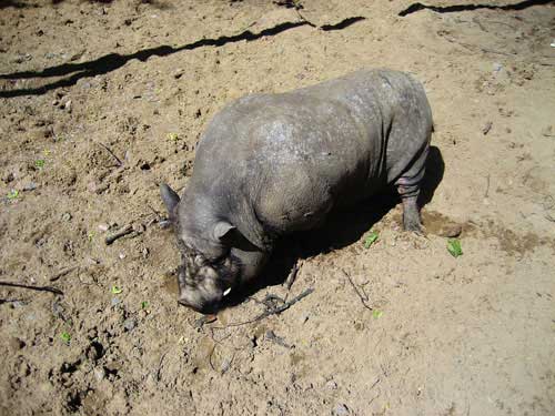 wild boar wild boar