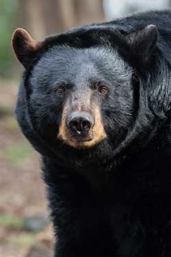 American Black Bear Hunting with Bow and Arrow - Hunting Magazine