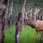 BigGameLogic.com Unveils High-Resolution Satellite Tracking Tool