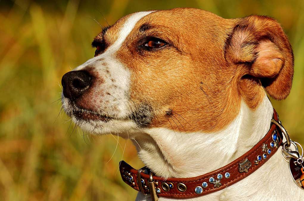 Are Jack Russell Terriers Hunting Dogs? Hunting Magazine