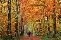 Family Walking Through Autumn Woods