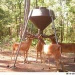 Whitetail Deer Feeding at Spring Feeder