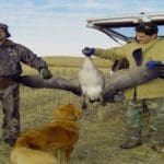 Canada Goose Hunting