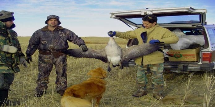 Canada Goose Hunting Canada Goose Hunting