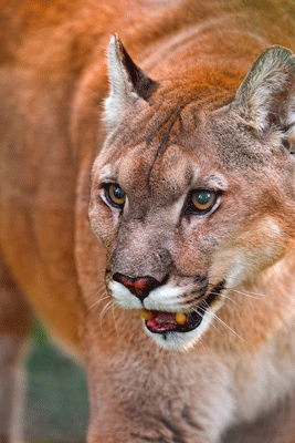 cougar hunting