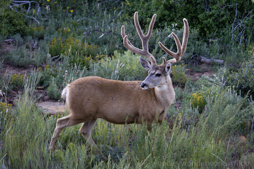 Trophy Mule Deer
