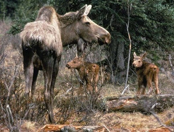 Moose_cow_with_two_calves-2 Young Moose are more likely to die from a tick infestation than adults Moose.
