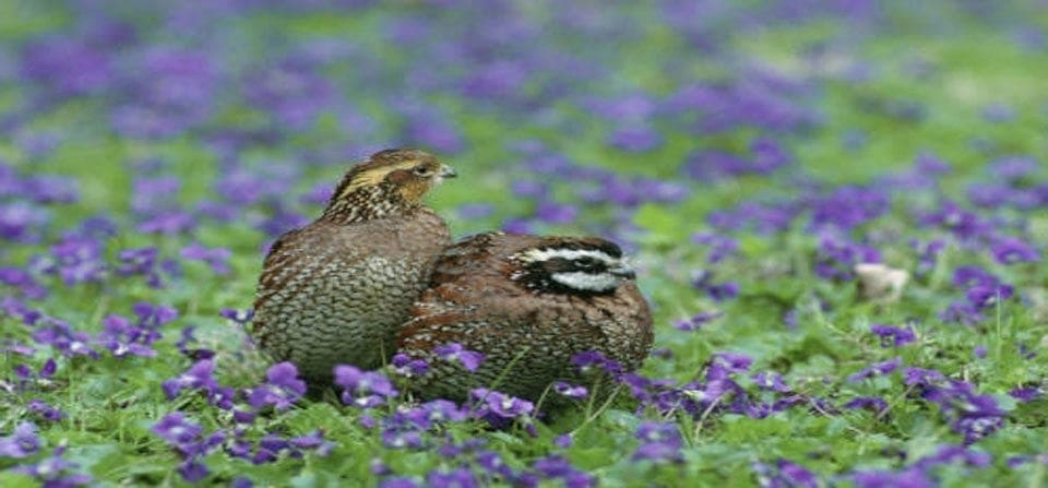 Northern Bobwhite Quail