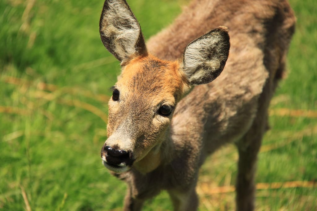 Deer farm