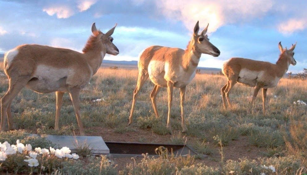 Antelope hunting