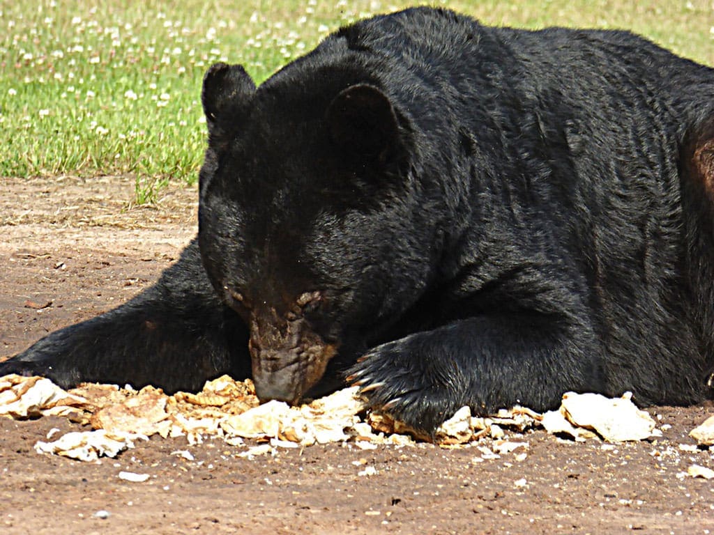 Black-Bear-1-W Is baiting bears unethical or a necessary part of successful Bear Management?