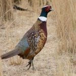 RingNeck-Pheasant