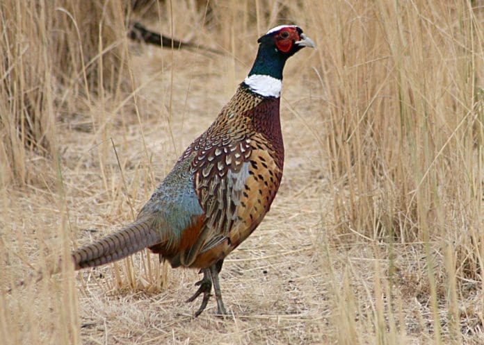 RingNeck-Pheasant Opening Weekend of Pheasant hunting has become a "holiday" for many South Dakota hunters.