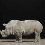 Painter: Marzio Tamer - White Rhino - Watercolour and Dry Brush