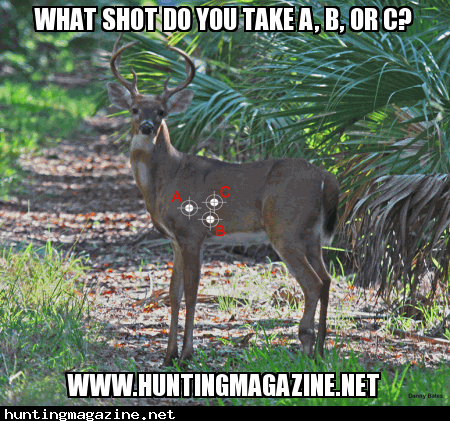 What Shot placement do you take?