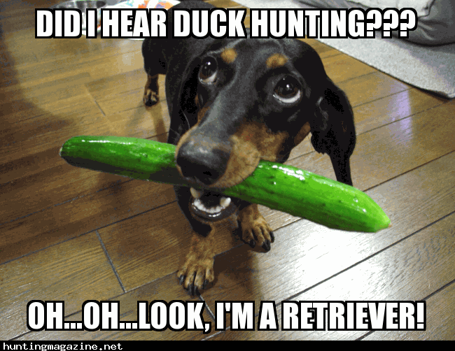 OH...I'm a Hunting Retriever!