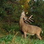 Here is a prime example of a buck working a licking branch. Letting other bucks in the area know what hes all about.