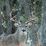 white-tail-buck