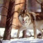 Mexican Wolf – Photo by AGFD