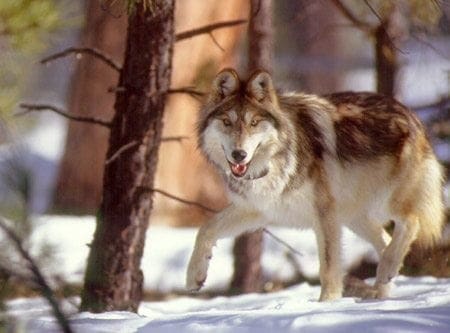 Mexican Wolf - Photo by AGFD Mexican Wolf - Photo by AGFD