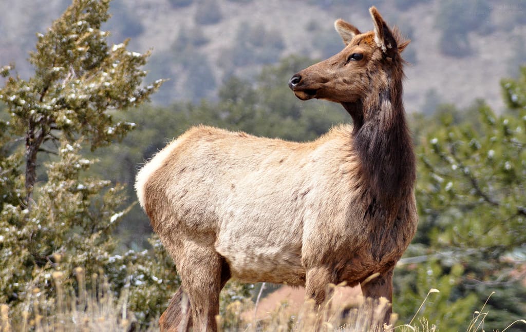 Elk cow outside Rocky Mountain National Park
