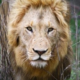 Lion Hunting - Africa Hunting Safari