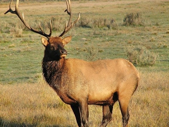 Elk Hunting - Are you crazy