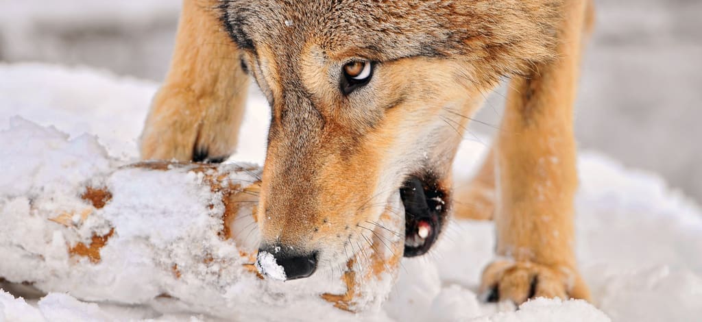 Wolf-Hunting Magazine http://creativecommons.org/licenses/by-nd/2.0/