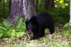 BlackBear_1_George Pankewytch
