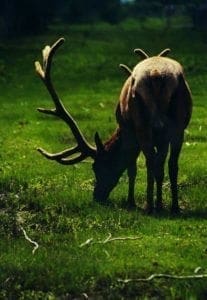 Elk P)hoto Bobby Badboy Hunting Magazine