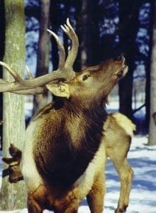 Elk P)hoto Bobby Badboy Hunting Magazine