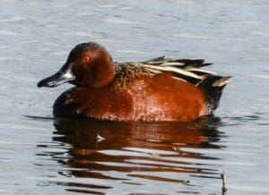 Cinnamon-Teal-Duck_Jerry-Kirkhart_W