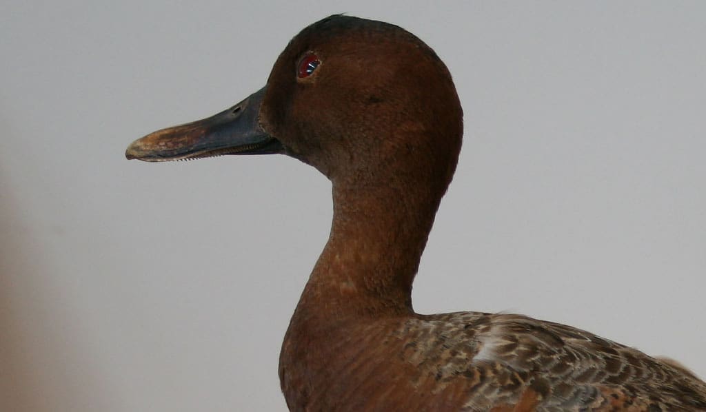 Cinnamon-Teal-Duck_born1945_W