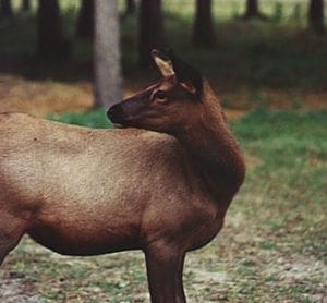Cow Elk, Photo Bobby Badboy