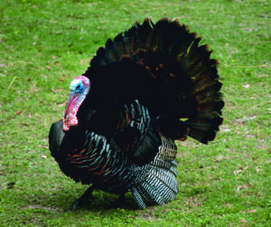 Wild Turkey_DNR