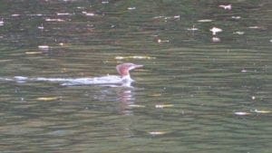 Common Merganser Common Merganser