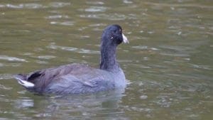American Coot American Coot
