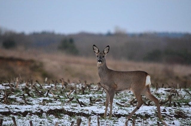 Vermont Fish & Wildlife Board votes to ban natural deer urine lures