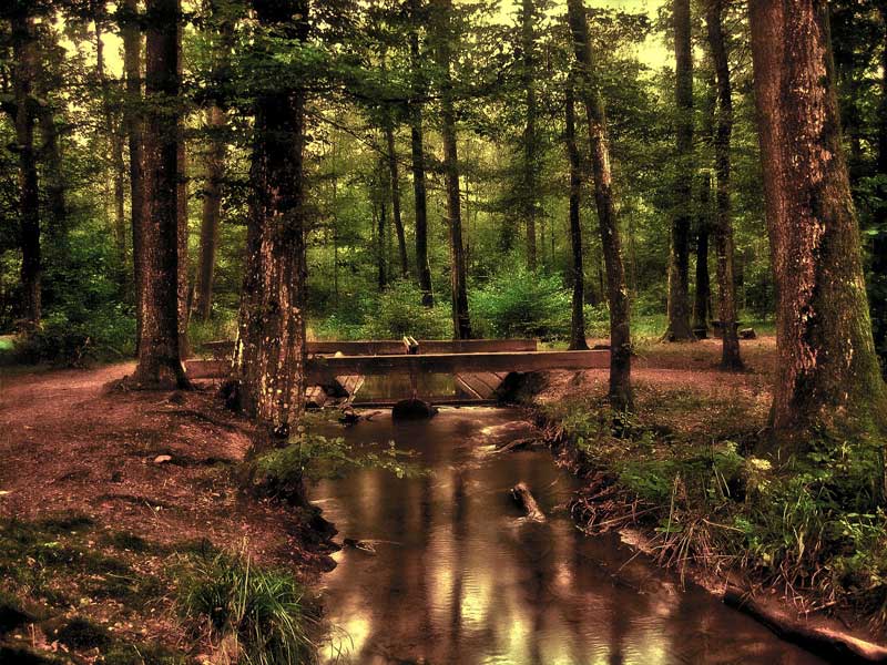 Deer Hunting Woods with Foot Bridge