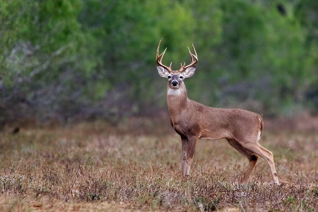 Whitetail Deer Buck