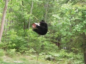 bear_birdfeeder_Park Ranger