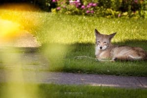 coyote_ Winston Wong