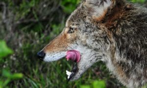 coyote_ matt knoth