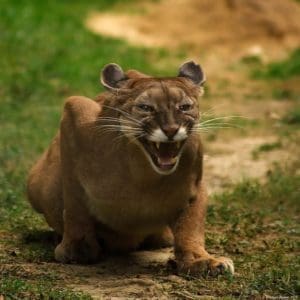 Cougar/Mountainlion,