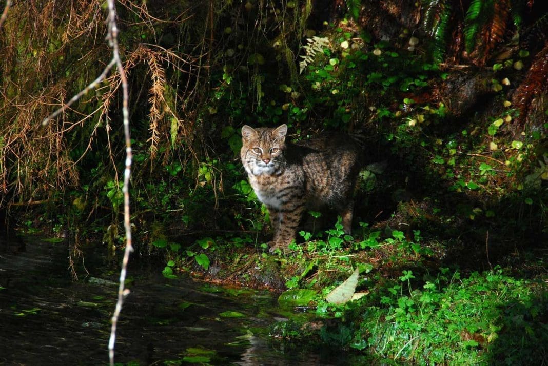 Bobcat Hunting - Hunting Magazine