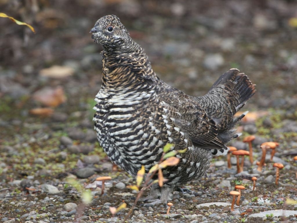 Spuce Grouse Hunting