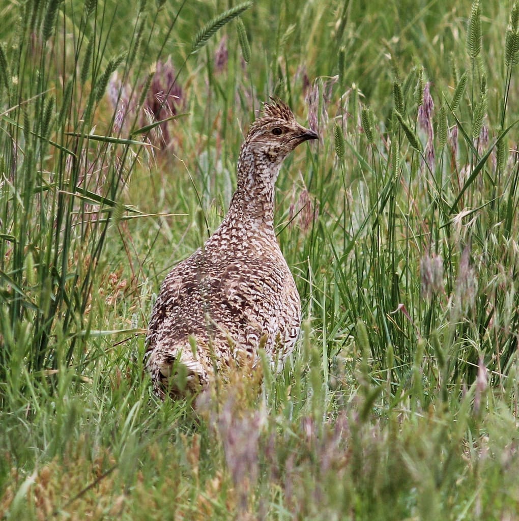 Sharp Tail Grouse Hunting