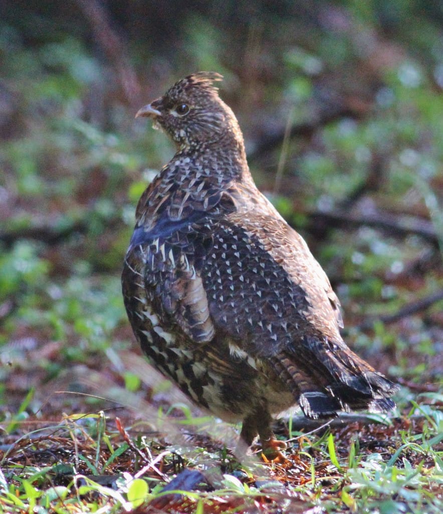 Ruffed Grouse Hunting
