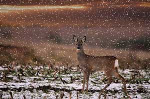 Whitetail Deer Doe